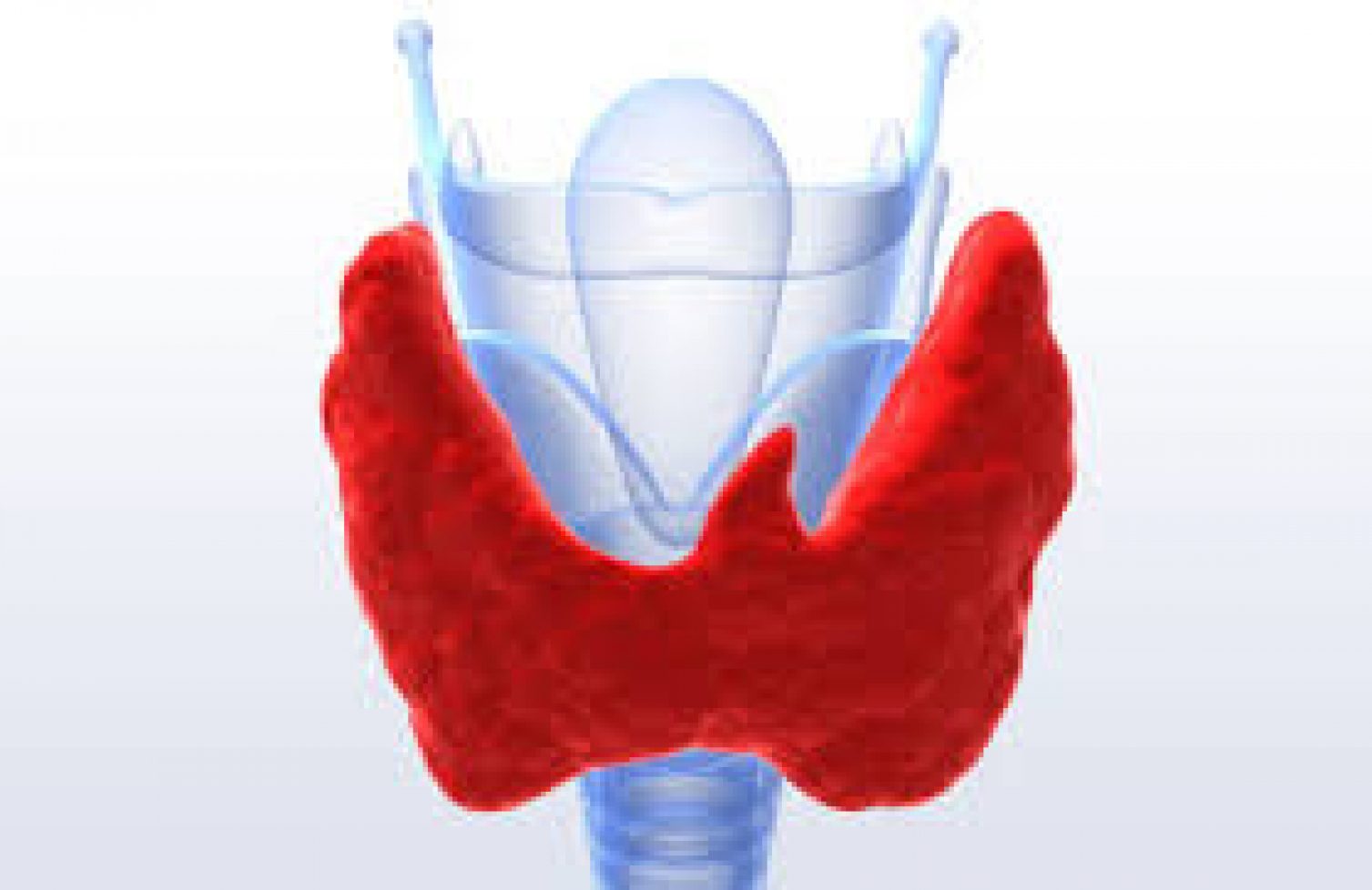 thyroid