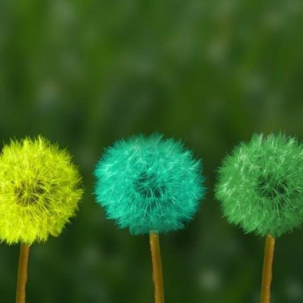 dandelion-2817950